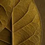 how much nicotine is in a vape - Professional Guide and Review